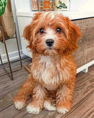 Cavapoo Dog Painting By Numbers.png