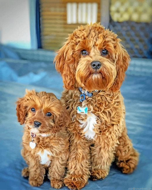 Cavapoo Dogs Painting By Numberss.png