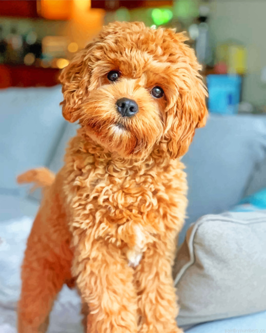 Cavapoo Painting By Numberss.png