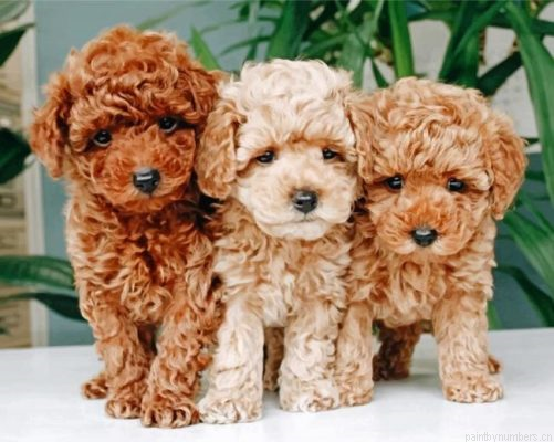 Cavapoo Puppies Painting By Numbers.png