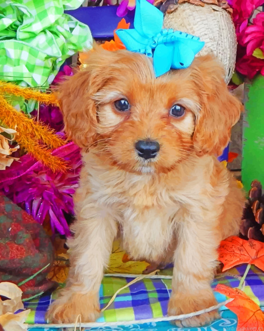 Cavapoo Puppy Painting By Numberss.png