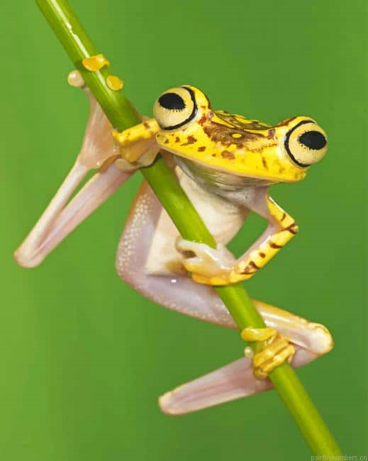 Chachi Tree Frog Animals Painting By Numbers.png