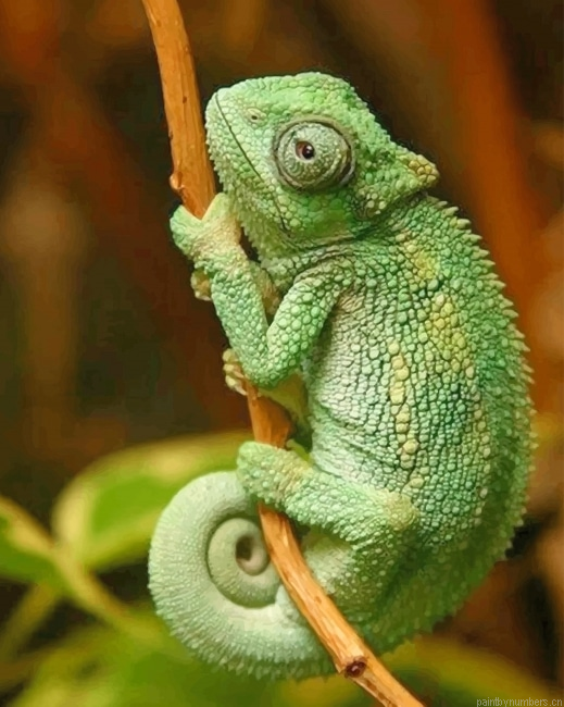 Chameleon Reptile Painting By Numbers.png