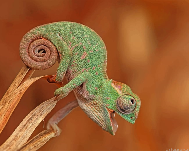 Chameleon Species Macro Reptiles Painting By Numberss.png