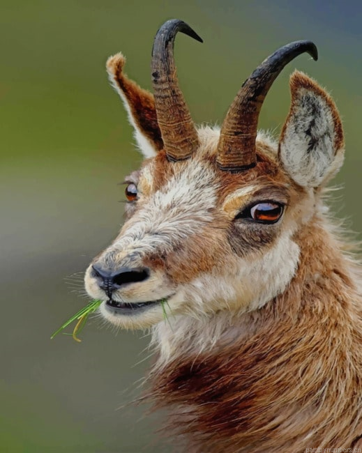 Chamois Goat Animals Painting By Numberss.png
