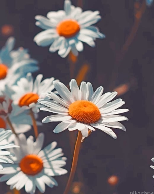Chamomile Flowers Painting By Numberss.png