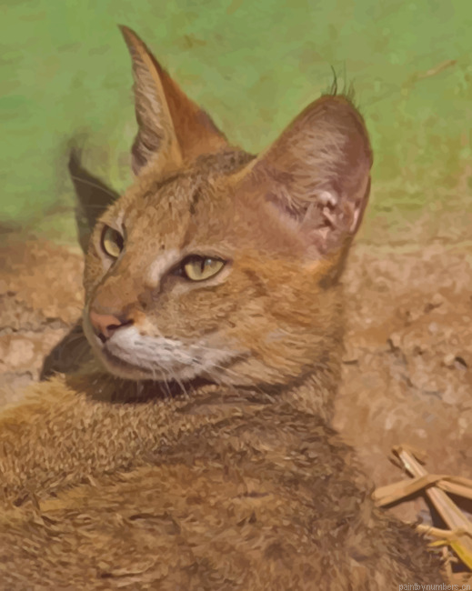 Chausie Cat Animals Painting By Numberss.png