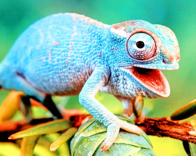 Checkered Lizard Species Reptiles Painting By Numberss.png
