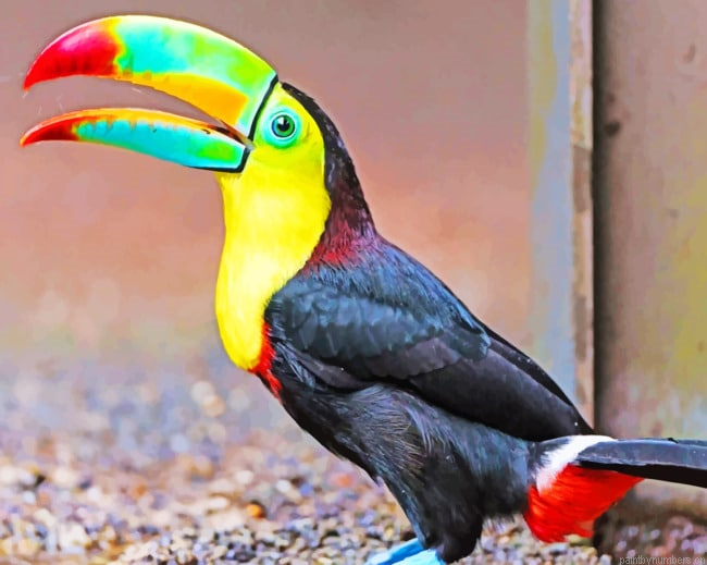 Checkered Toucan Bird Painting By Numberss.png