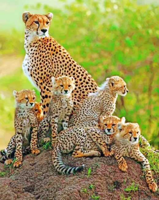 Cheetah Cubs With Mother Animals Painting By Numbers.png
