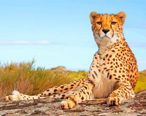 Cheetah Painting By Numbers.png