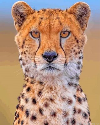 Cheetah Wild Animal Painting By Numbers.png