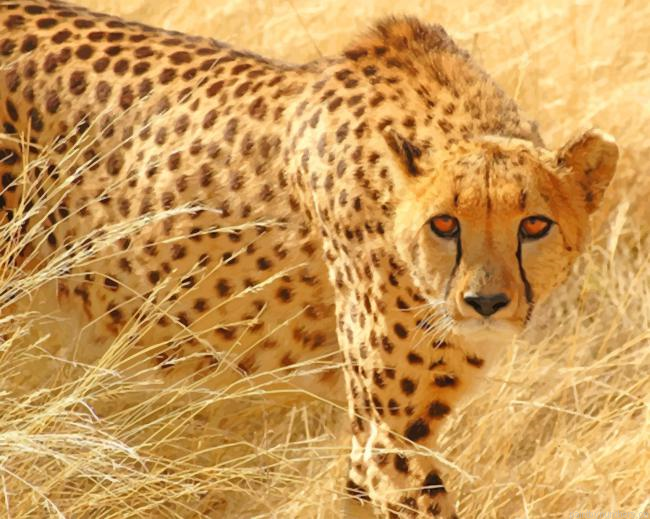 Cheetah Wild Cat Animals Painting By Numberss.png