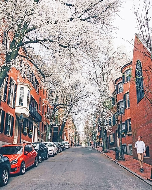 Cherry Blossom Boston New Painting By Numberss.png
