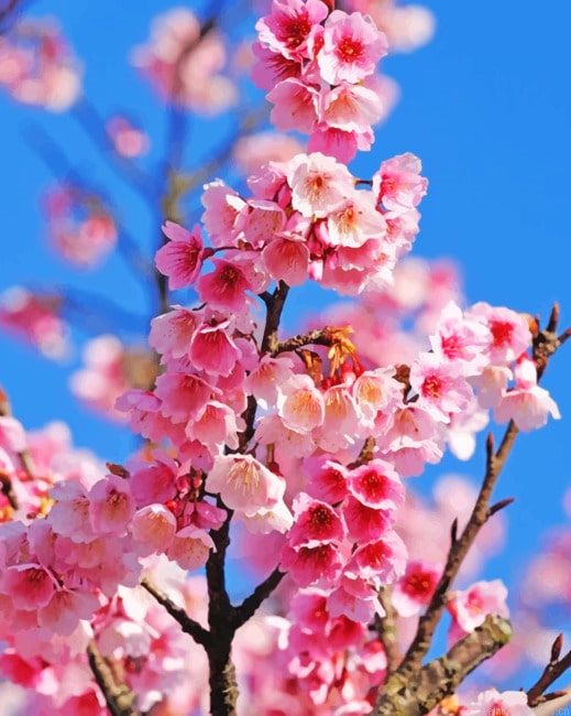 Cherry Blossom Plant Painting By Numberss.png