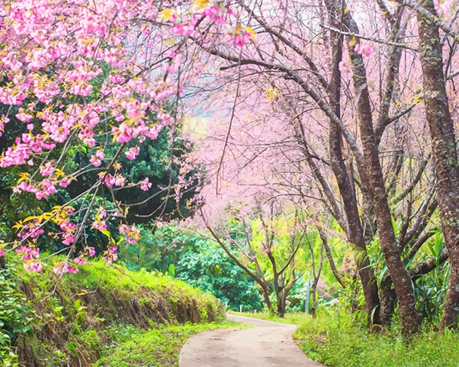 Cherry Blossom Trees Nature Painting By Numberss.png
