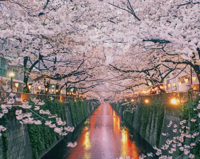 Cherry Blossoms In Japan Nature Painting By Numberss.png