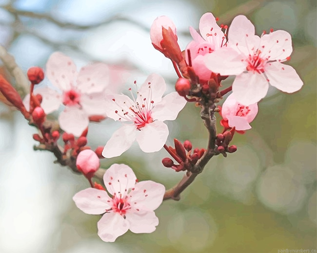 Cherry Blossoms Painting By Numbers.png
