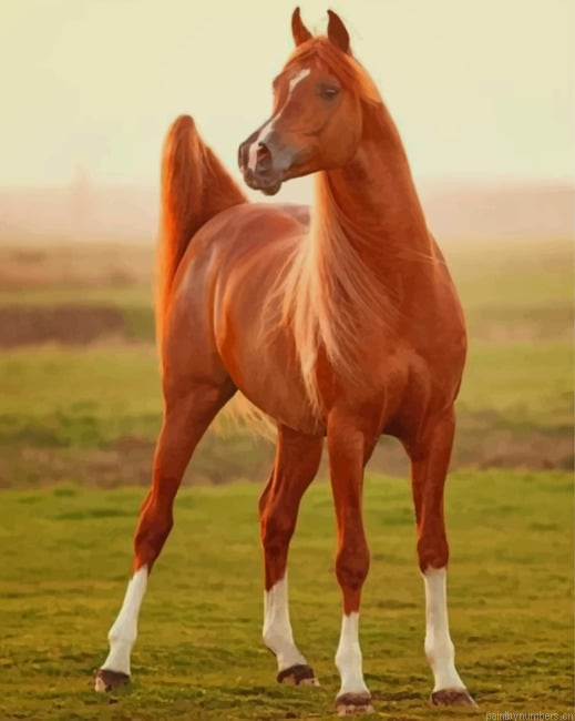 Chestnut Brown Horse Animals Painting By Numberss.png