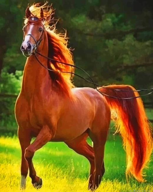 Chestnut Horse Animals Painting By Numberss.png