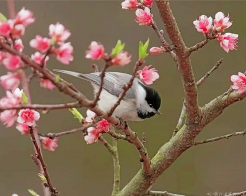 Chickadee And Cherry Blossom Painting By Numbers.png