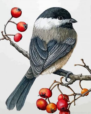 Chickadee Bird Painting By Numbers.png