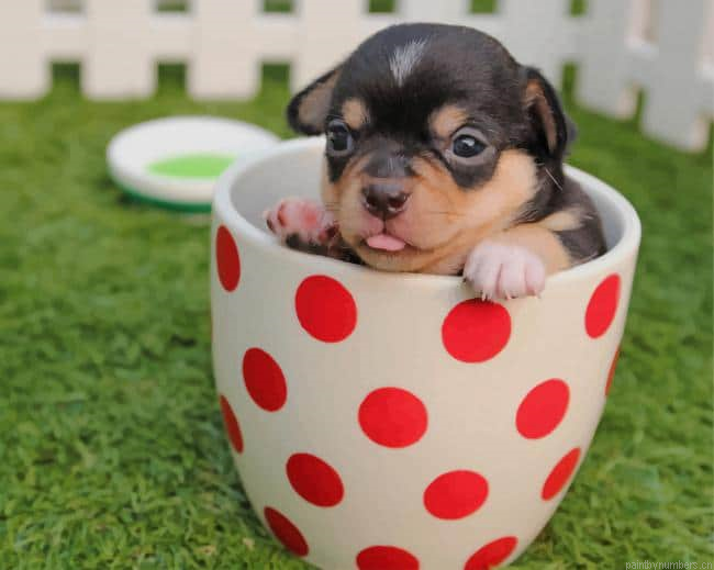Chihuahua Dog Puppy Animals Painting By Numberss.png