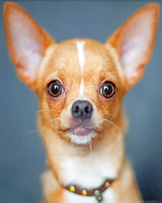 Chihuahua Portrait Painting By Numbers.png