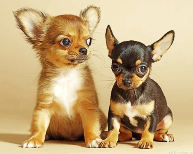 Chihuahua Puppies Painting By Numbers.png