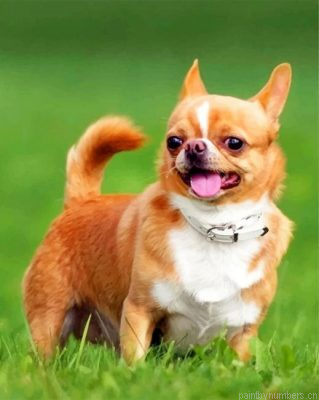 Chihuahua Puppy Painting By Numbers.png