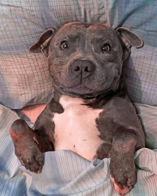 Chilling Staffy Painting By Numberss.png