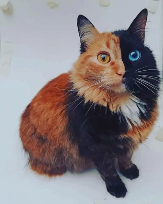 Chimera Cat Animals Painting By Numberss.png