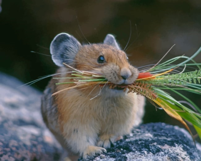 Chinchilla Animal Eating Rodents Painting By Numberss.png