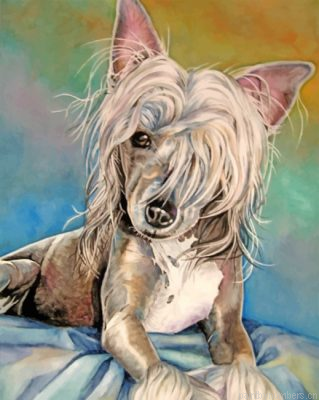 Chinese Crested Art Painting By Numbers.png