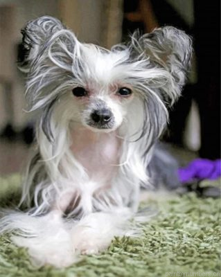 Chinese Crested Dog Painting By Numbers.png