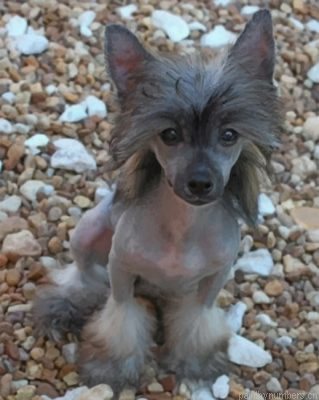 Chinese Crested Painting By Numbers.png