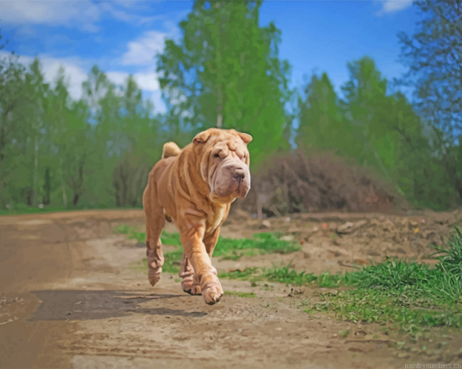 Chinese Shar Pei Painting By Numbers.png