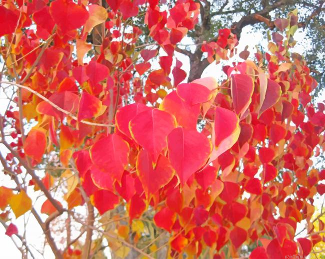 Chinese Tallow Plants Painting By Numbers.png