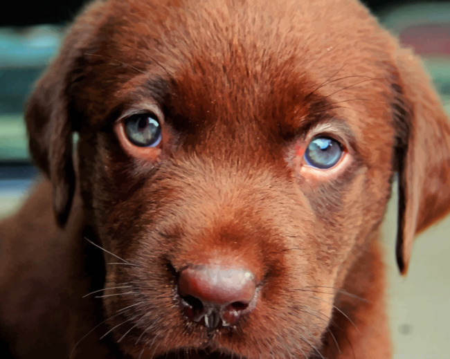 Chocolate Labrador Puppy Animals Painting By Numberss.png