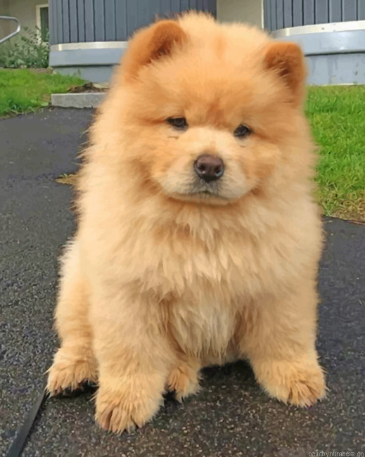 Chow Chow Painting By Numbers.png