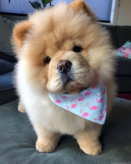 Chow Chow Puppy Painting By Numbers.png