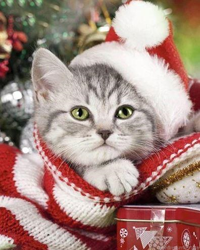 Christmas Kitten Cat Animals Painting By Numbers.png