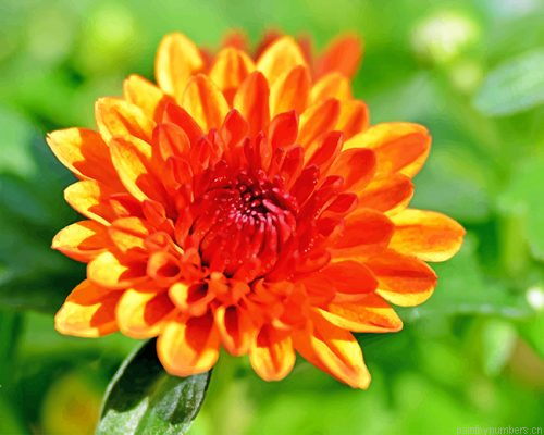 Chrysanthemum Orange Flower Painting By Numbers.png