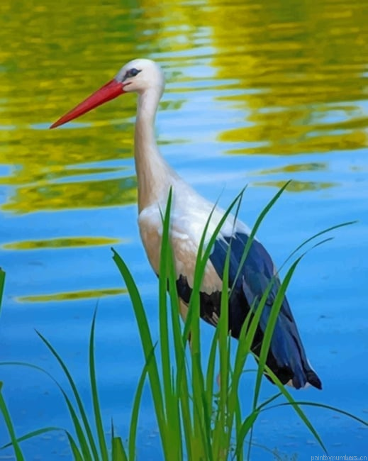 Ciconia Bird Painting By Numberss.png