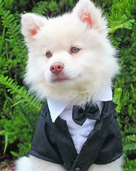 Classy American Eskimo Dog Painting By Numberss.png