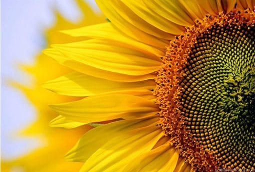 Clear Sunflower Painting By Numberss.png