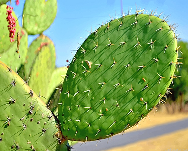 Close Up Cactus Plants Painting By Numberss.png