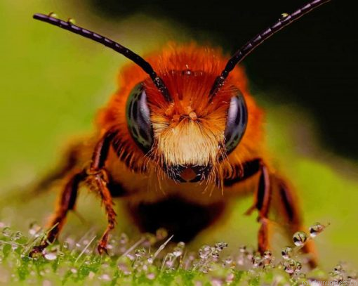 Close Up Honey Bee Painting By Numbers.png