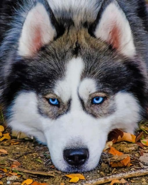 Close Up Husky Animals Painting By Numbers.png