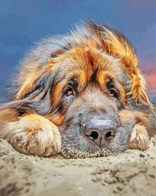 Close Up Leonberger Painting By Numberss.png